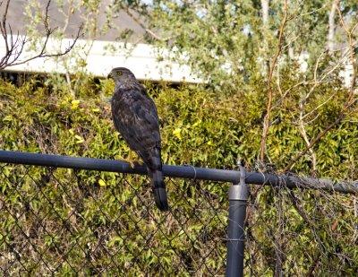 Cooper Hawk waiting for the rat  (2012)