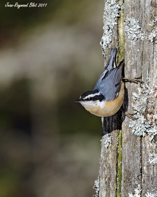 Sitelle  Poitrine Rousse / Red-breasted Nuthatch