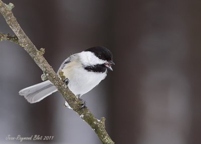 Msange  Tte Noire / Black-capped Chickadee