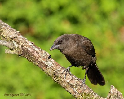 Quiscale Bronz Immature / Common Grackle 