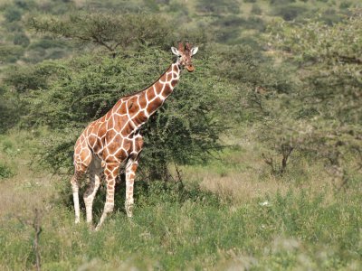 Giraffe, Samburu, Kenya