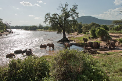 Elephants at Uaso Nyiro River, Samburu, Kenya