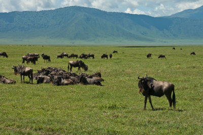 Safari East Africa 2007