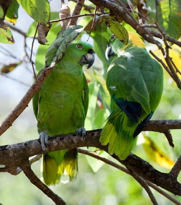 Parrots on Ometepe Island, Nicaragua