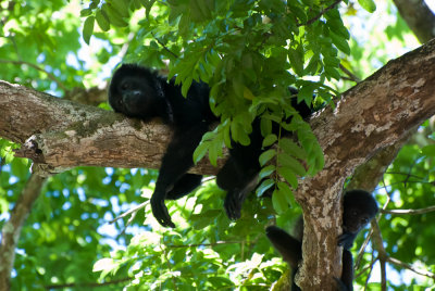 Howler Monkeys, Costa Rica