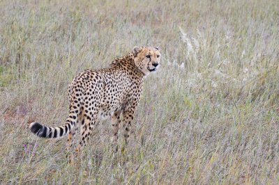 Cheetah