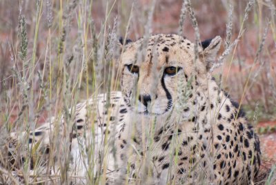 Cheetah