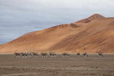 Oryx Antelopes in Sossusvlei