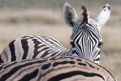 Zebra, Etosha