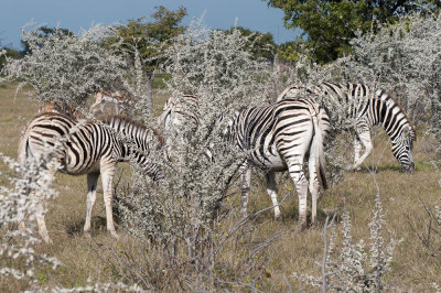 Zebra, Etosha