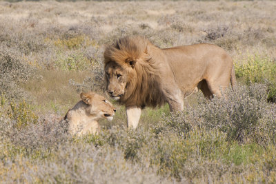 Lion Couple enjoying their day
