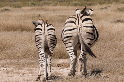 Zebra, Etosha