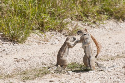 South African Ground Squirrels making a deal