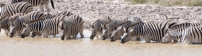 Zebra, Etosha