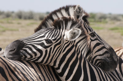 Zebra, Etosha