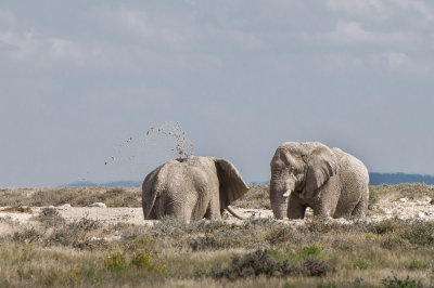 Elephants, Etosha