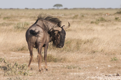 Wildebeest, Etosha