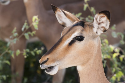 Impala, Etosha