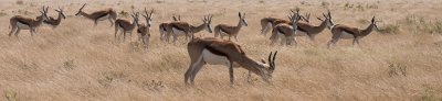 Herd of Springboks, Etosha