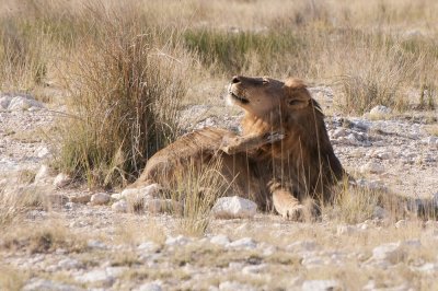 Young Lion, Etosha