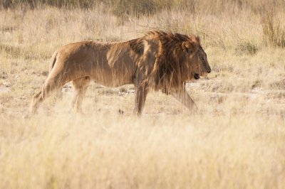 Young Lion, Etosha
