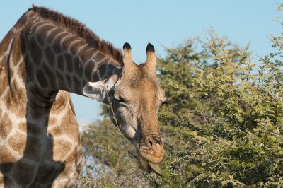 Giraffe, Etosha