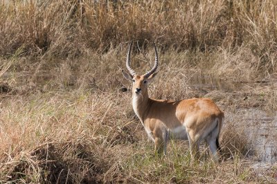 Lechwe Antelope, Bwabwata NP