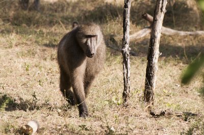 Baboon, Bwabwata