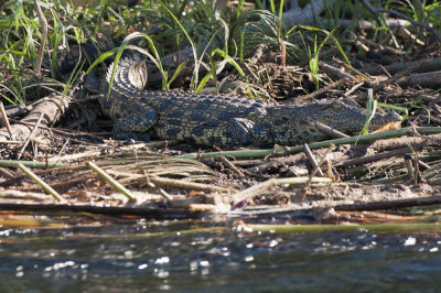 Crocodile at Okavango