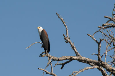 African Fish Eagle