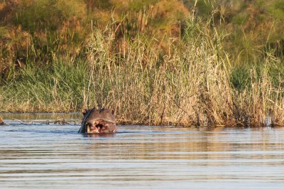 Hippopotamus