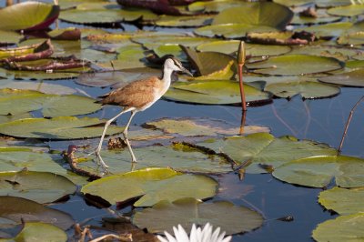African Jacana, Okavango Delta
