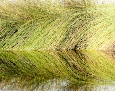 Papyrus, Okavango Delta
