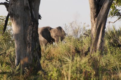 Elephant, Okavango Delta