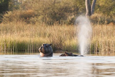 Hippos, Okavango Delta