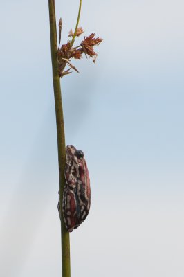 Marbled Reed Frog, Okavango Delta