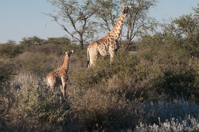 Giraffes, Kalahari Desert