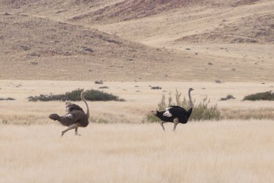 Ostrichs in Namibian Desert