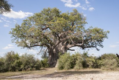 Huge Baobab Tree, Bwabwata