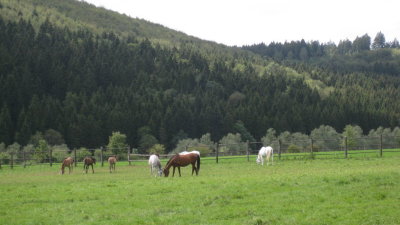 IMG_2356.jpg
