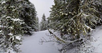 Snow Covered Sulpher Mountain