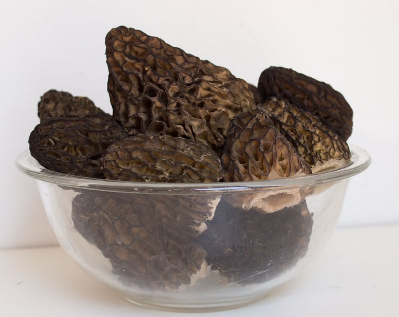 Morel201120110616-_01A3456.jpg