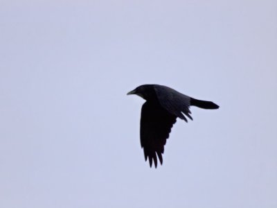 1024raven20110424-_02A2691.jpg