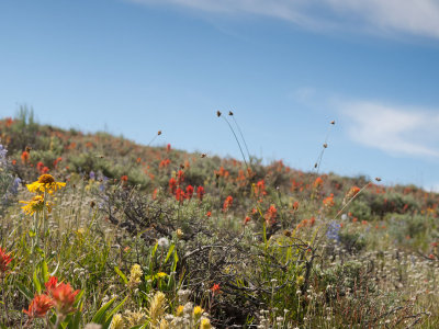 the_steens_mountains