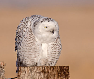 s owl 11_00A5554.jpg
