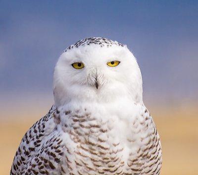 frontal s owl-6586-Edit.jpg