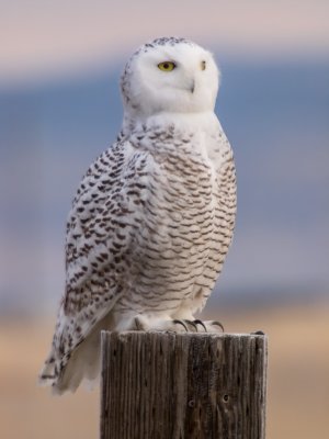 S owl-4835-Edit1.jpg
