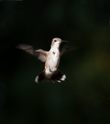 20100812-_8127559-Edit.jpg