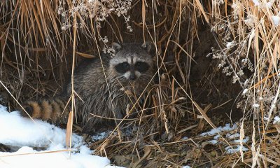 W_1200988raccoon.jpg