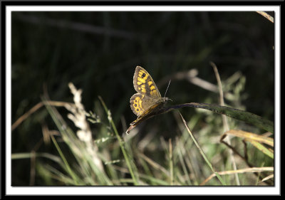 Unknown Butterfly (Wall Brown??)
